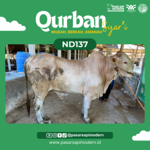 Sapi Pegon - Paket Premium - ND 137