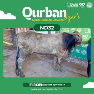 Sapi Pegon - Paket Medium - ND 32