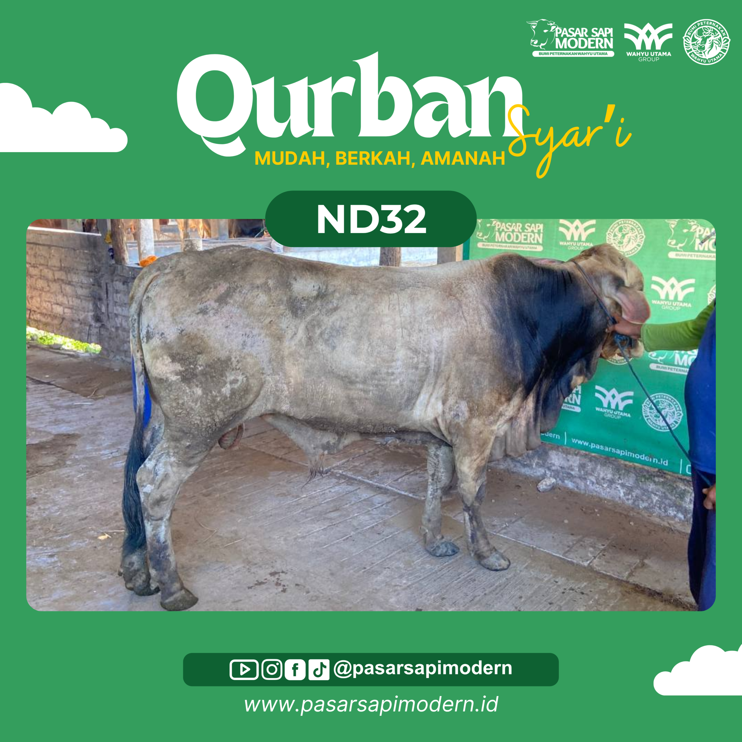 Sapi Pegon - Paket Medium - ND 32