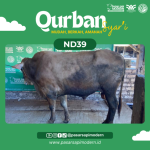 Sapi Limousin - Paket Premium- ND 39