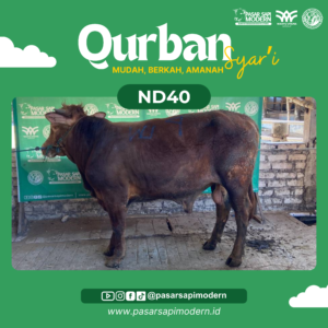 Sapi Limousin - Paket Medium - ND 40