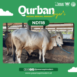 Sapi PO (Peranakan Ongole) - Paket Premium - ND 118