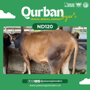 Sapi Pegon - Paket Medium - ND 120