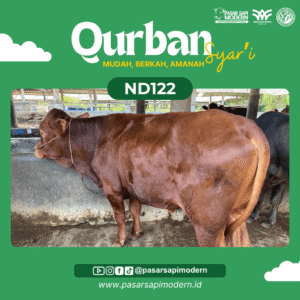 Sapi Limousin - Paket Medium - ND 122
