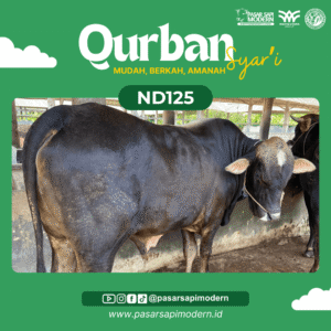 Sapi Angus - Paket Medium - ND 125