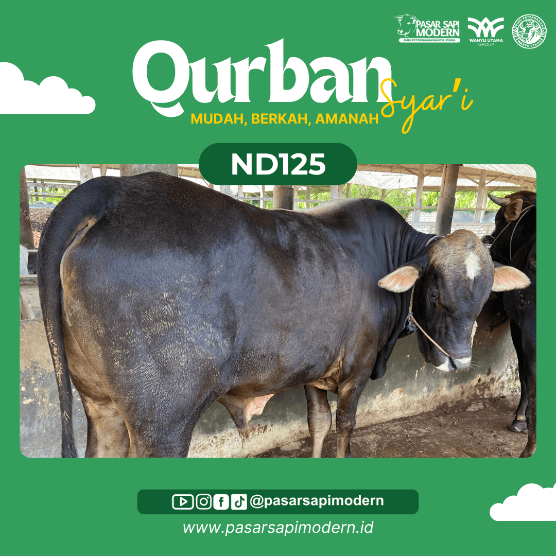 Sapi Angus - Paket Medium - ND 125
