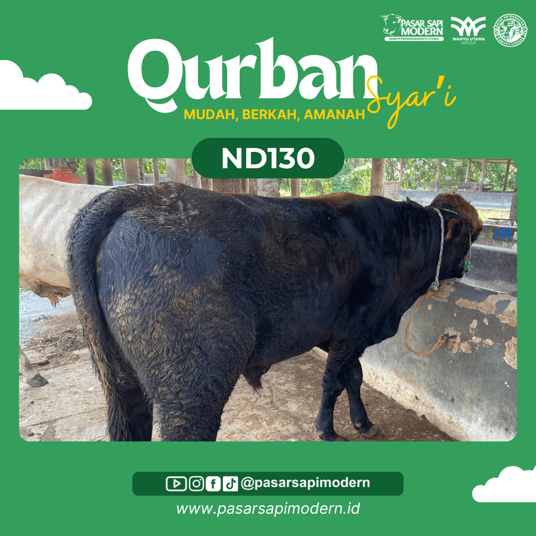 Sapi Angus - Paket Medium - ND 130