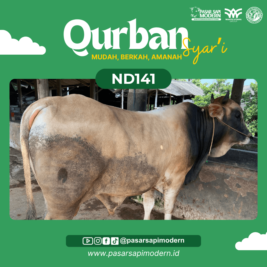 Sapi Pegon - Paket Medium - ND 141