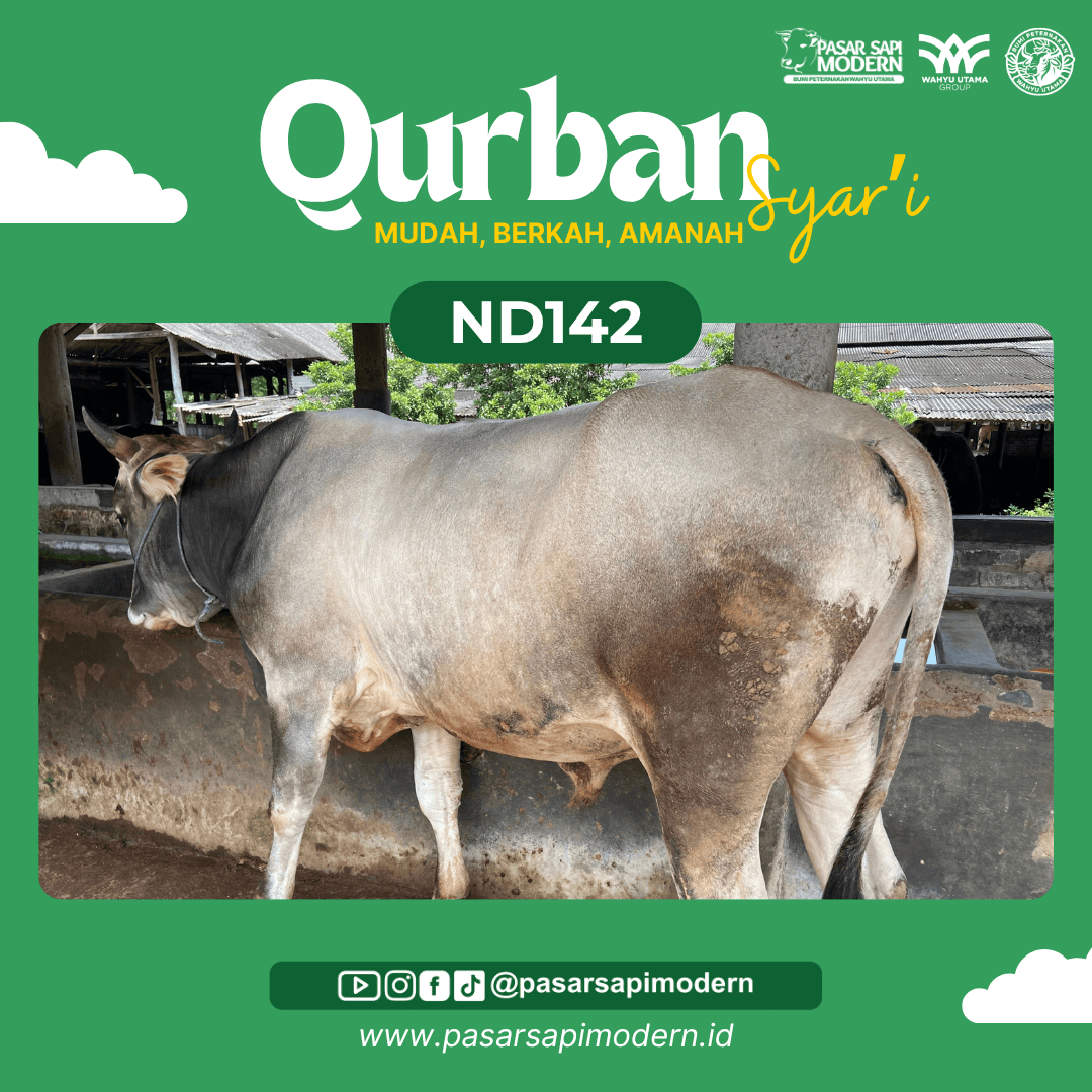 Sapi Pegon - Paket Medium - ND 142
