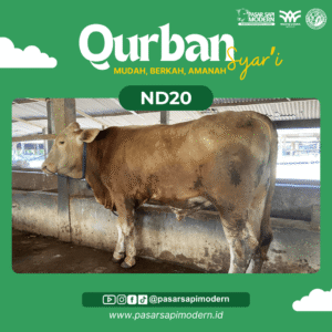 Sapi Simental - Paket Medium - ND 20