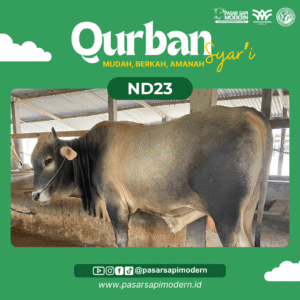Sapi Pegon - Paket Medium - ND 23