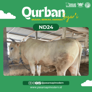 Sapi Pegon - Paket Medium - ND 24