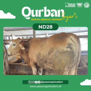 Sapi Pegon - Paket Medium - ND 28