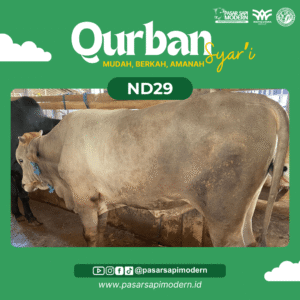 Sapi Pegon - Paket Medium - ND 29