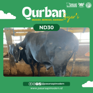 Sapi Angus - Paket Medium - ND 30