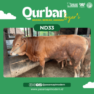 Sapi Limousin - Paket Medium - ND 33
