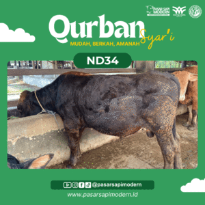 Sapi Angus - Paket Medium - ND 34