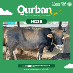 Sapi Pegon - Paket Premium- ND 36