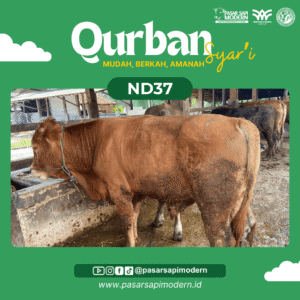 Sapi Limousin - Paket Medium - ND 37