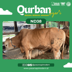 Sapi Limousin - Paket Medium - ND 38