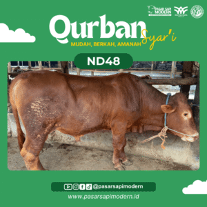 Sapi Limousin - Paket Premium - ND 48
