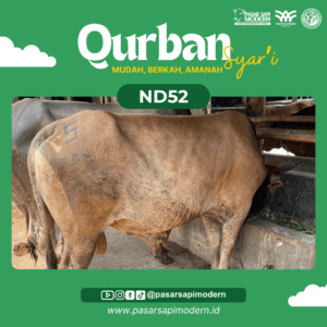 Sapi Pegon - Paket Medium - ND 52