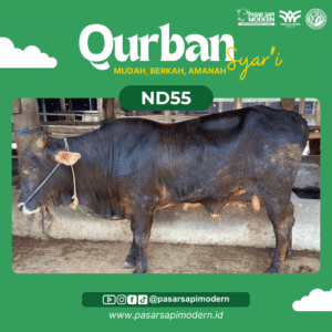 Sapi Angus - Paket Medium - ND 55
