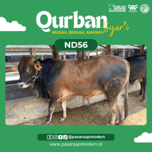 Sapi Pegon - Paket Medium - ND 56