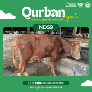 Sapi Limousin - Paket Medium - ND 59
