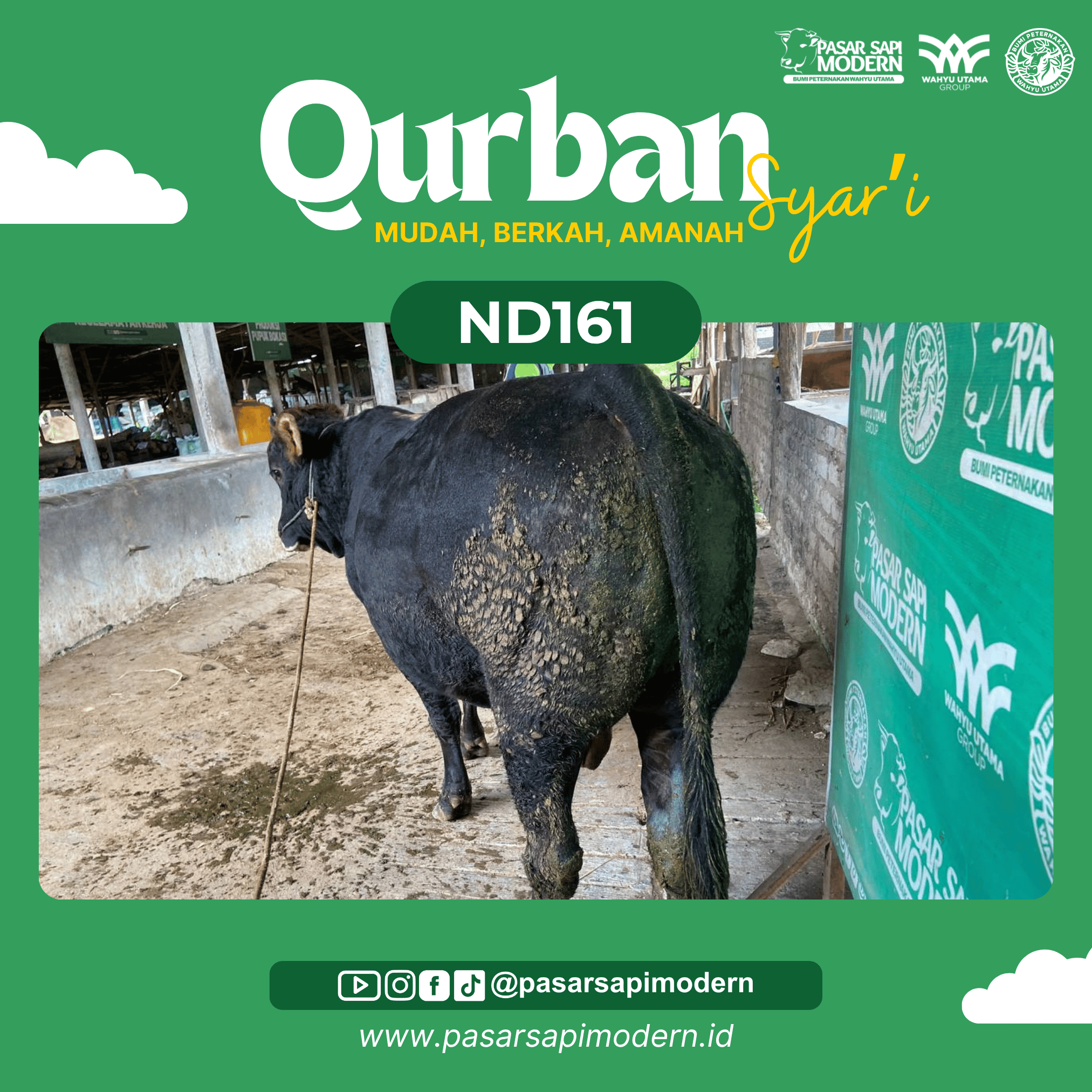 Sapi Angus - Paket Medium - ND 161 - Image 3