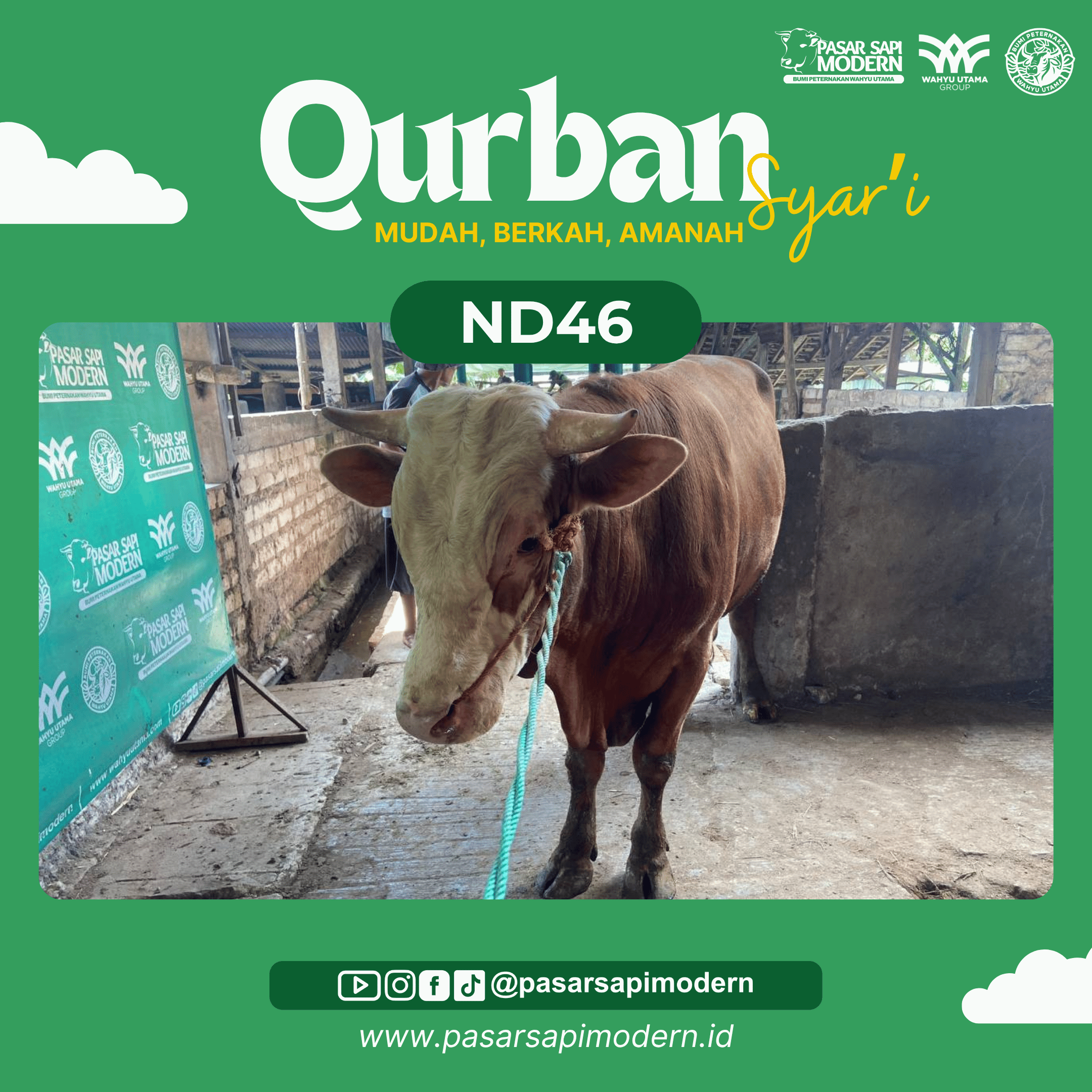 Sapi Limousin - Paket Medium - ND 46 - Image 2