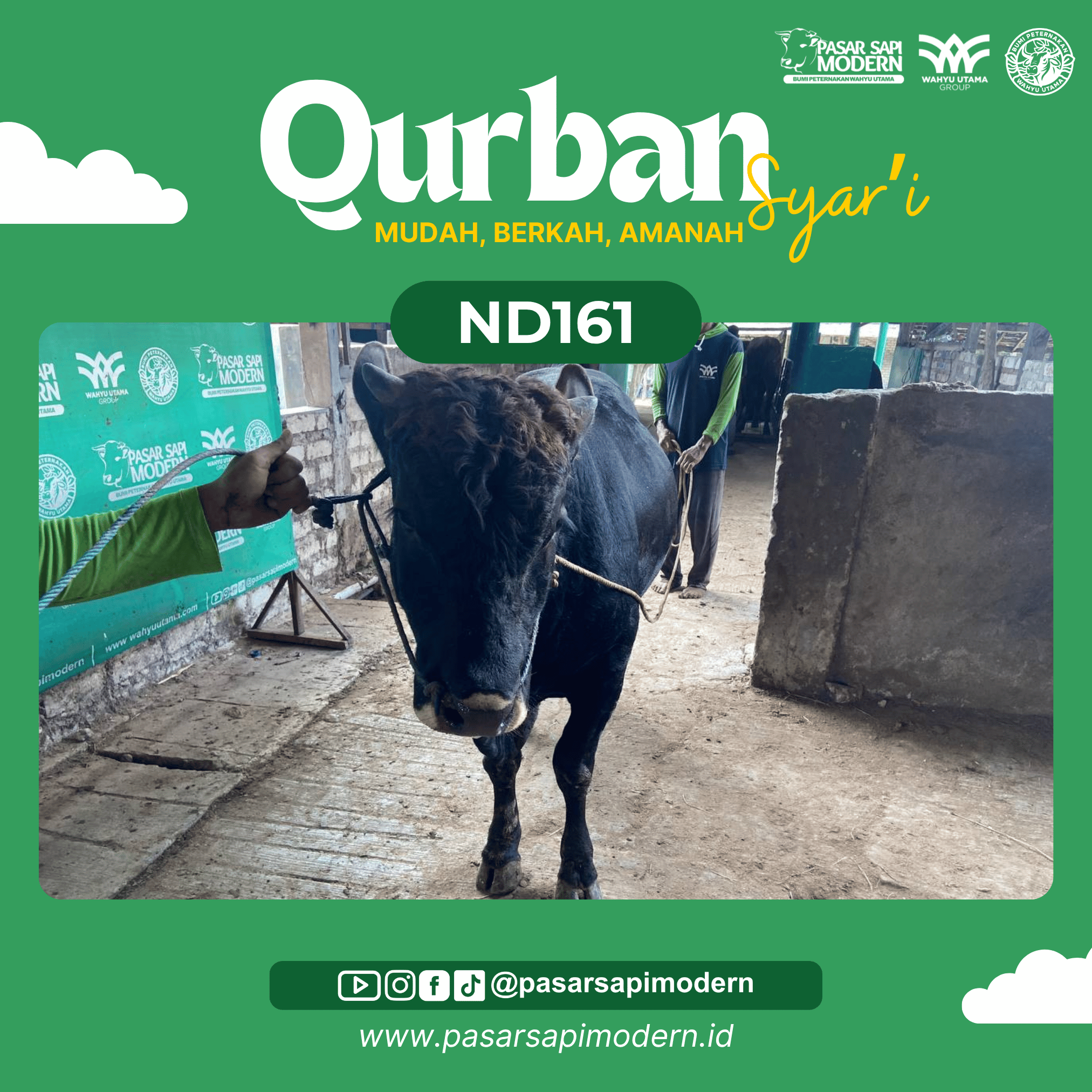 Sapi Angus - Paket Medium - ND 161 - Image 2