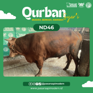 Sapi Limousin - Paket Medium - ND 46
