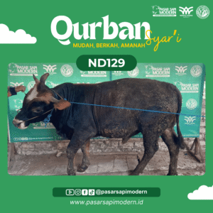 Sapi Angus - Paket Premium - ND 129