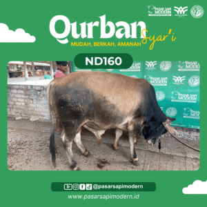 Sapi Pegon - Paket Medium - ND 160