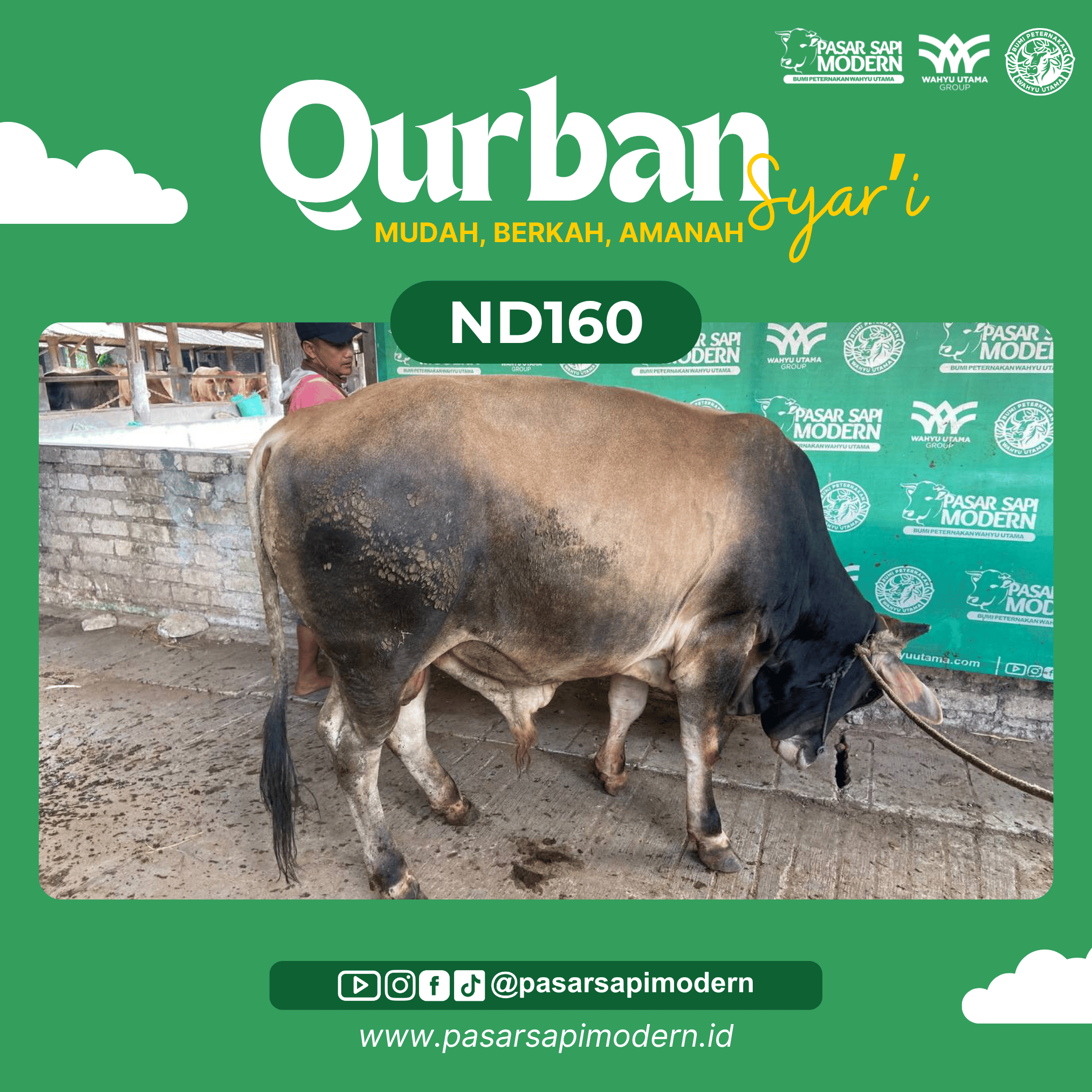 Sapi Pegon - Paket Medium - ND 160