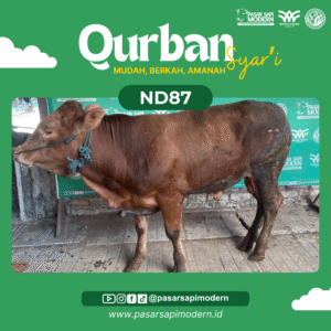 Sapi Limousin - Paket Medium - ND 87