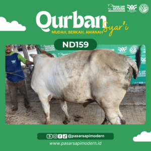 Sapi Pegon - Paket Medium - ND 159
