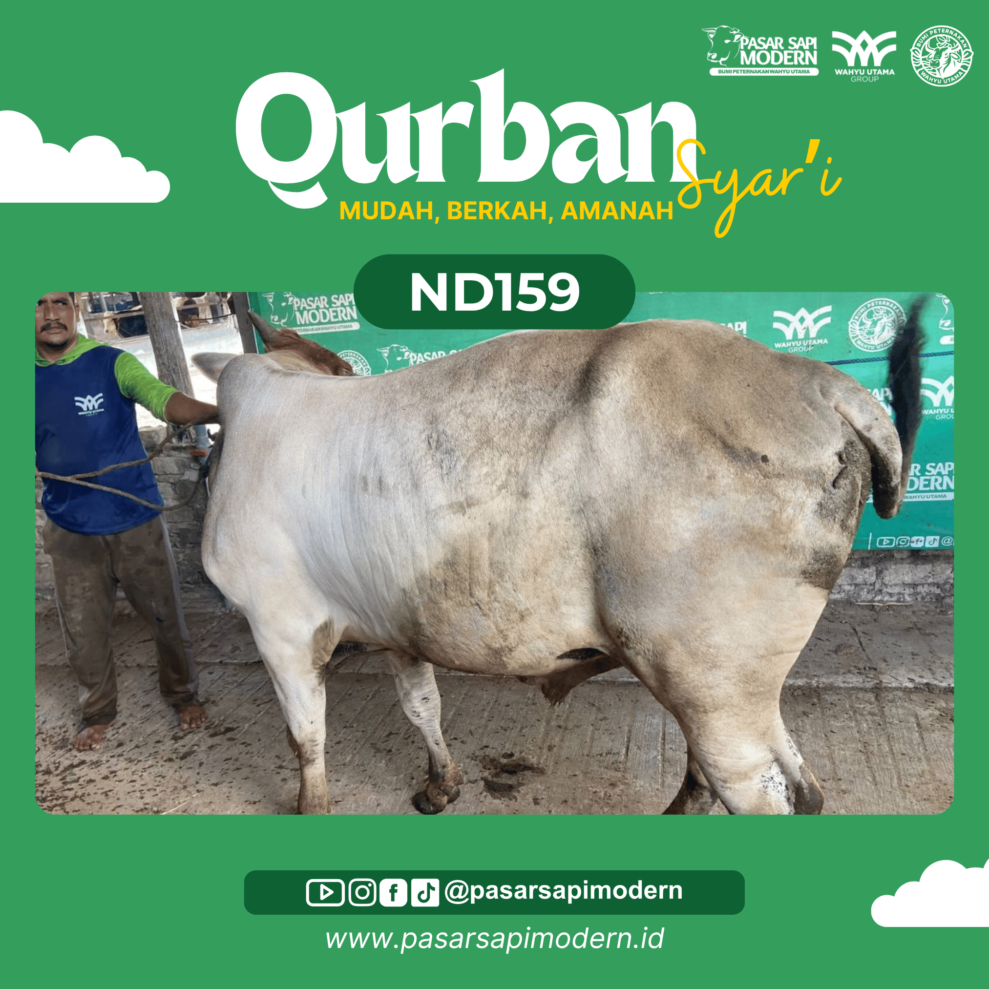 Sapi Pegon - Paket Medium - ND 159