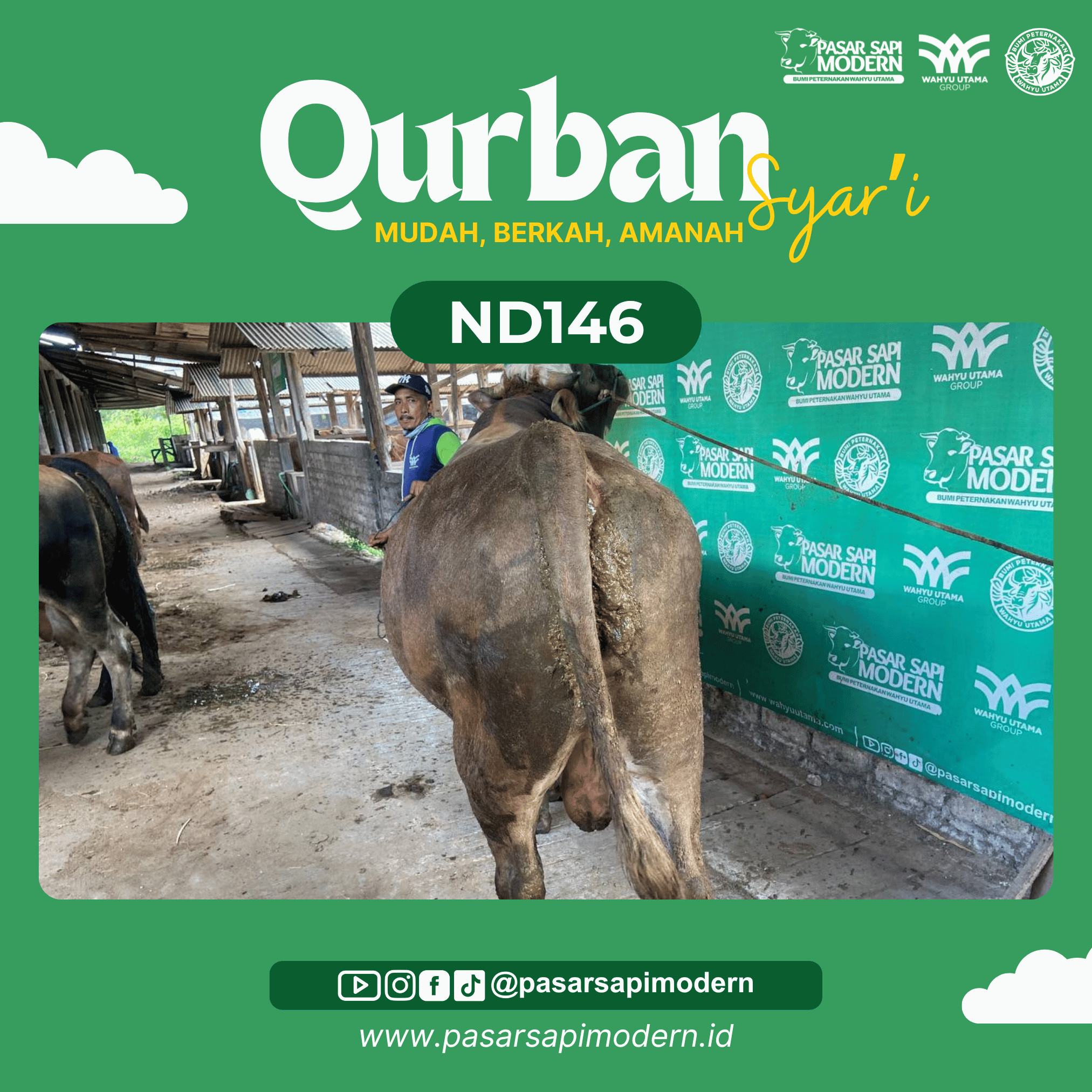Sapi Pegon - Paket Premium - ND 146 - Image 3