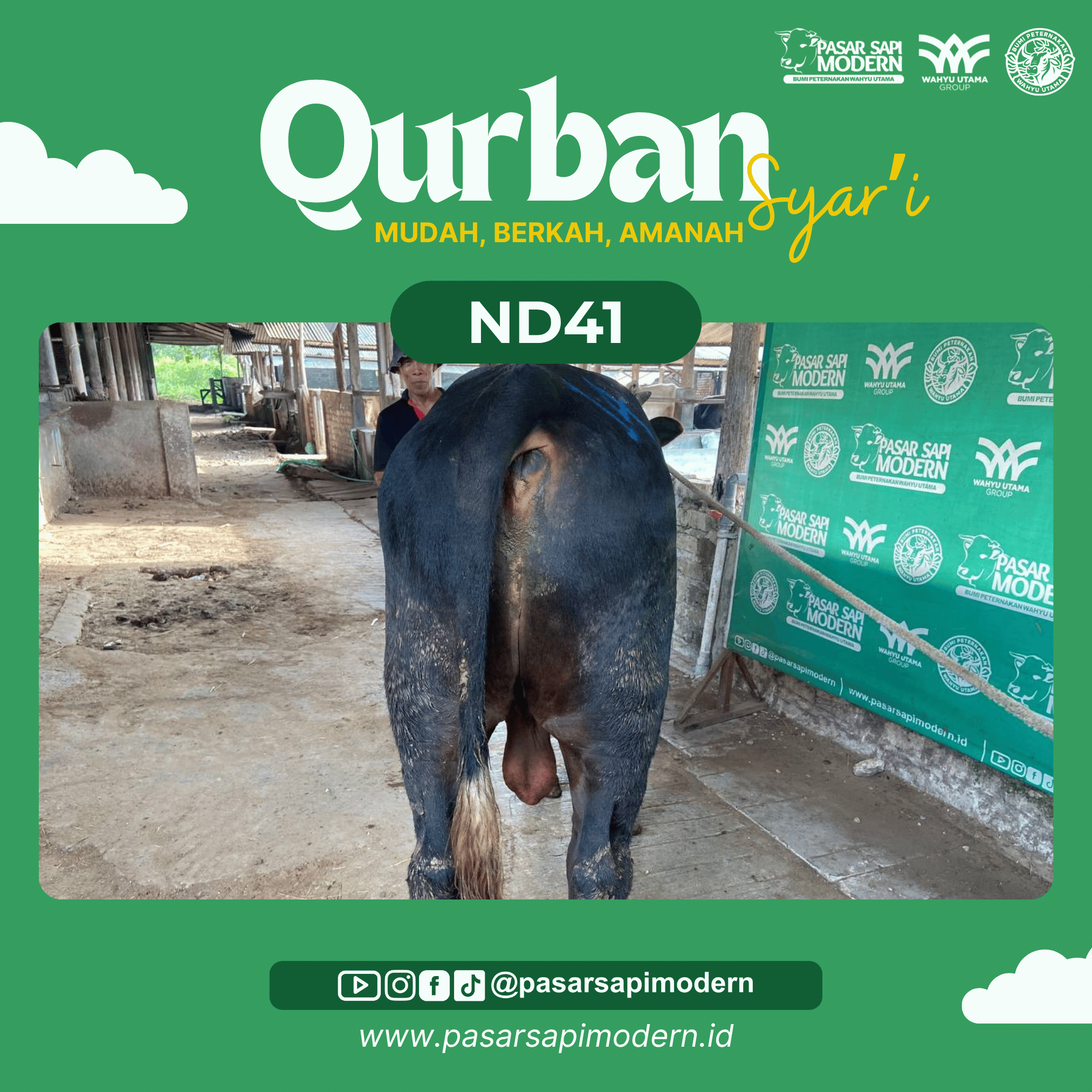 Sapi Angus - Paket Medium - ND 41 - Image 3