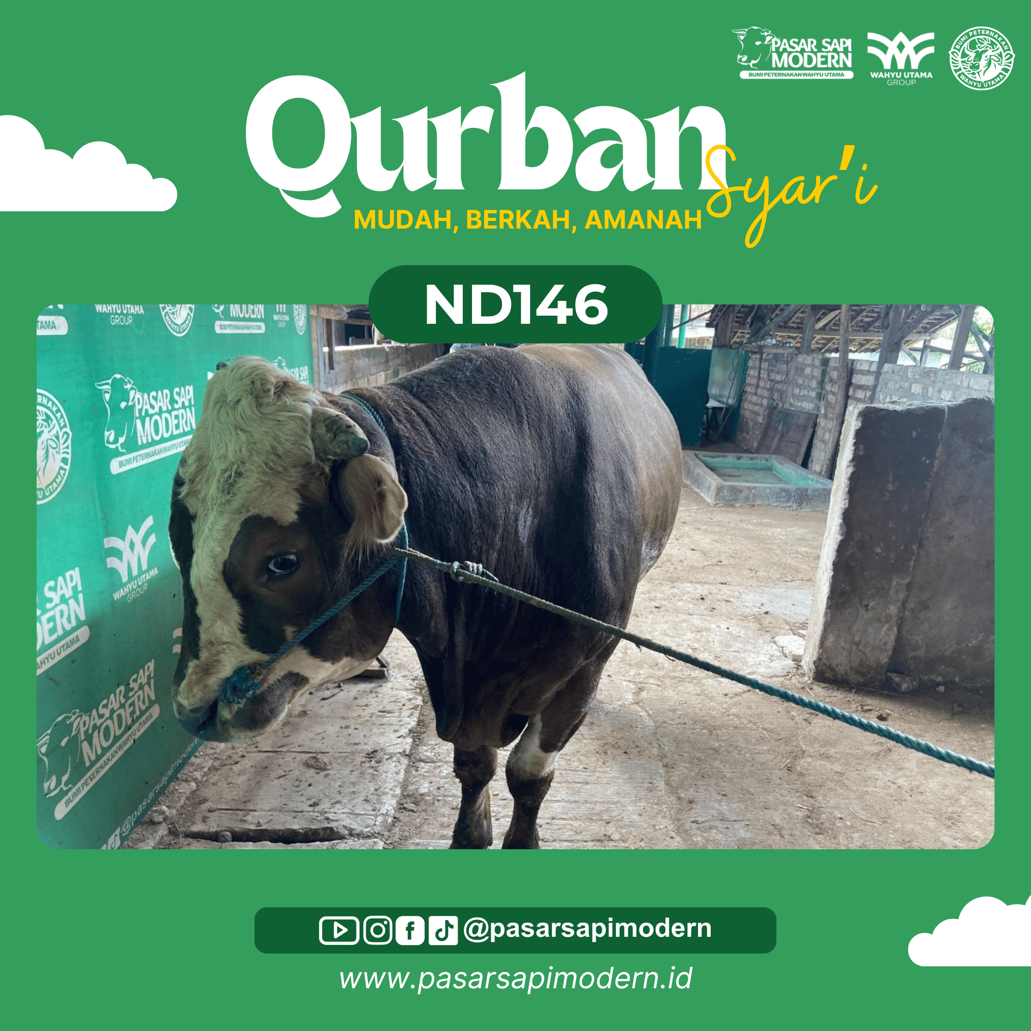Sapi Pegon - Paket Premium - ND 146 - Image 2
