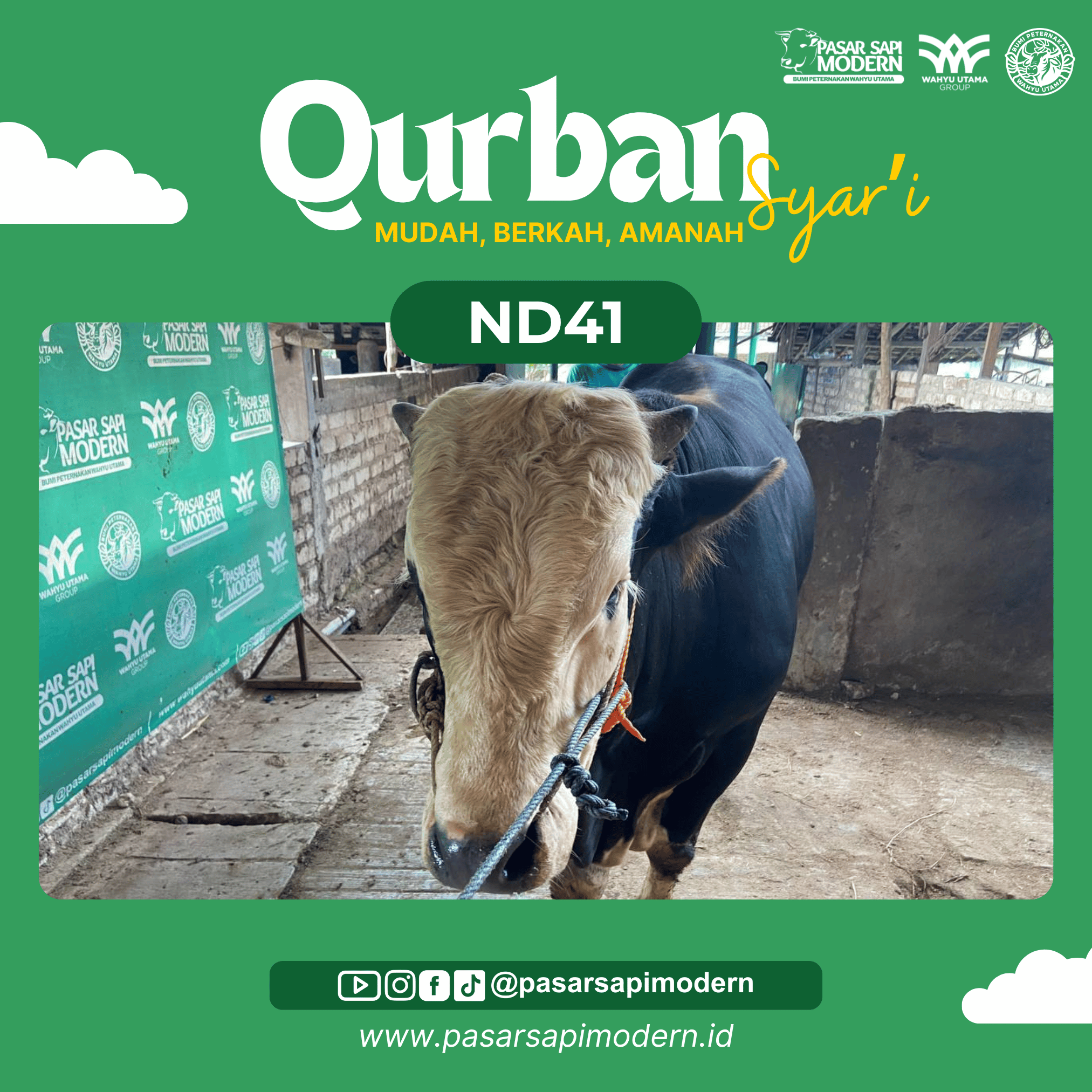 Sapi Angus - Paket Medium - ND 41 - Image 2