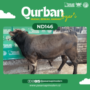 Sapi Pegon - Paket Premium - ND 146