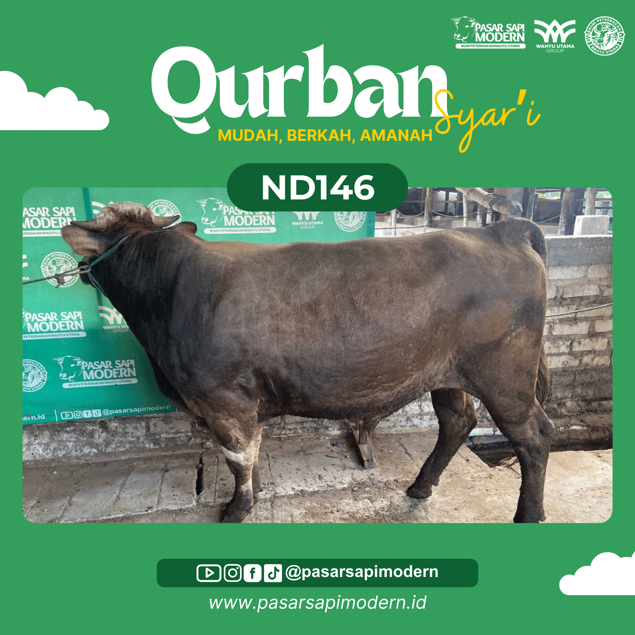 Sapi Pegon - Paket Premium - ND 146