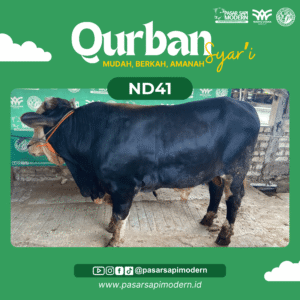 Sapi Angus - Paket Medium - ND 41