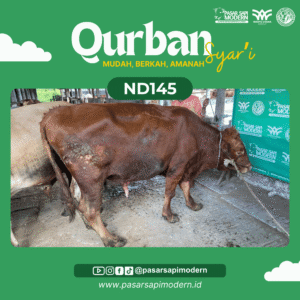 Sapi Limousin - Paket Medium - ND 145