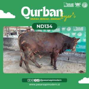 Sapi Limousin - Paket Medium - ND 134