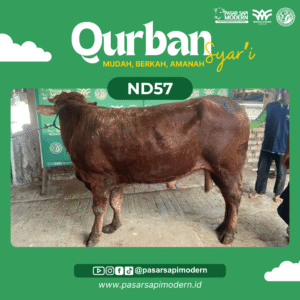 Sapi Limousin - Paket Medium - ND 57