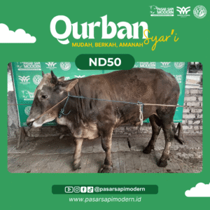 Sapi Angus - Paket Medium - ND 50